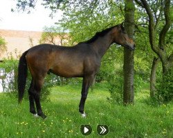 dressage horse Royal Rocky Joven (Oldenburg, 2010, from Repertoire 4)