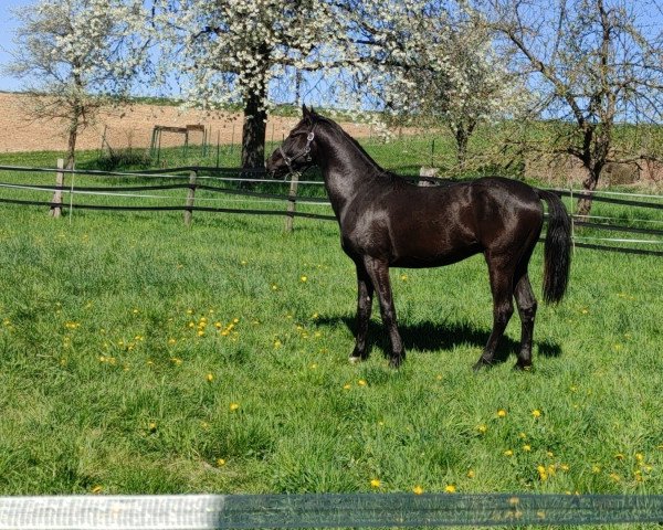 dressage horse HF von (Hanoverian, 2020, from Da Costa)