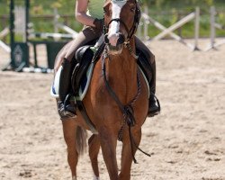 Springpferd Aconda (Deutsches Reitpony, 1996, von Amarillys Sensation D)