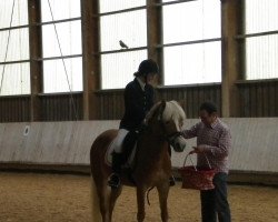 dressage horse Kira Elayne (10,16% ox) (Edelbluthaflinger, 2007, from Stratus (6,25% ox))