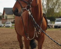 jumper Calimba de Luna (German Sport Horse, 2004, from Cardenio)