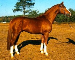 stallion Walt Disney I (Hanoverian, 1986, from World Cup I)