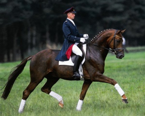 horse Don Vino (Hanoverian, 1997, from Donnerhall)
