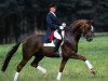 stallion Don Vino (Hanoverian, 1997, from Donnerhall)