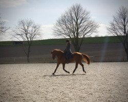 broodmare Wolkentänzerin 13 (Hanoverian, 2012, from Weltregent H)