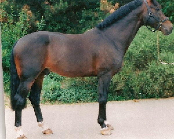 stallion Holland (Dutch Warmblood, 1989, from Concorde)