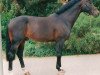 stallion Holland (KWPN (Royal Dutch Sporthorse), 1989, from Concorde)