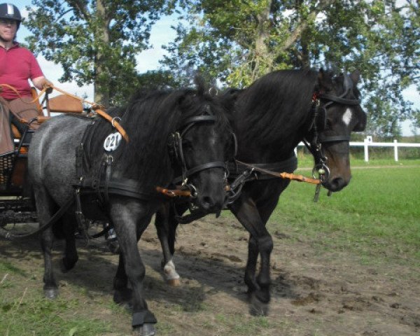 horse Franz (Shetland Pony, 2007)