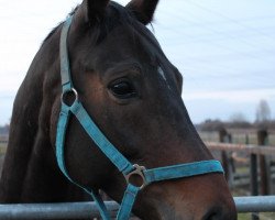 dressage horse Sunshine Reggae K (German Sport Horse, 2005, from Samba Hit I)