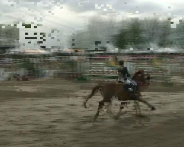 Springpferd Belmondo 127 (Westfale, 1997, von Beltain)