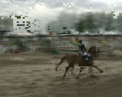 Springpferd Belmondo 127 (Westfale, 1997, von Beltain)