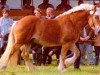 stallion Emsländer (Rhenish-German Cold-Blood, 1999, from Erlander)