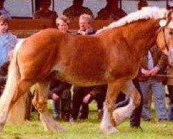 stallion Emsländer (Rhenish-German Cold-Blood, 1999, from Erlander)