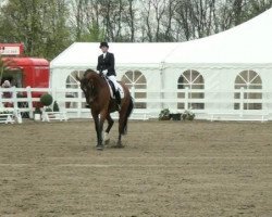 dressage horse Rimko (Westphalian, 2001, from Rheingau)