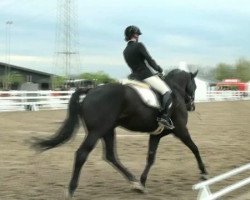 dressage horse Graf Raueck (Bavarian, 2002, from Graf Lehnsherr)