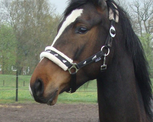 dressage horse Mon Cher Cherie (Oldenburg, 2006, from Sagnol)