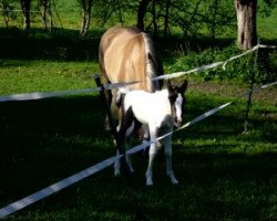 Pferd Freedoms little Geronimo (Paint Horse, 2012, von Cherokee Black Max)