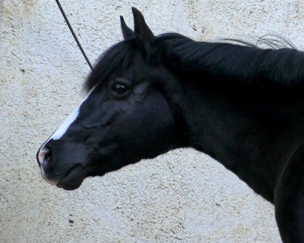 horse Maleika (Welsh-Pony (Section B), 1989, from Rotherwood Tomahawk)