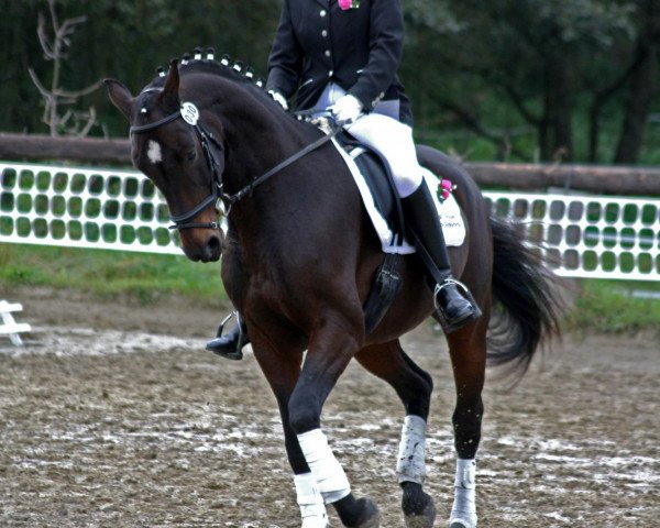 dressage horse Sandroabt (Westphalian, 2004, from Stedinger)