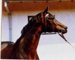 Deckhengst Herbstglanz (Trakehner, 1961, von Komet 511)