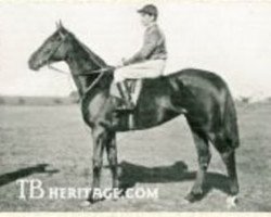 broodmare Hammerkop xx (Thoroughbred, 1900, from Gallinule xx)