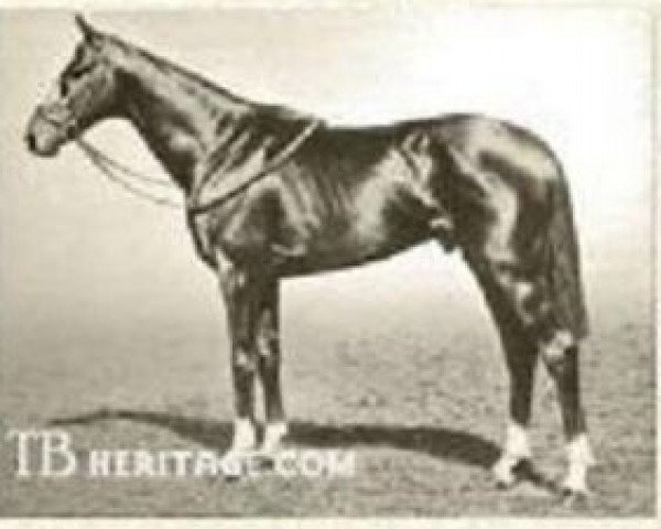 horse Spion Kop xx (Thoroughbred, 1917, from Spearmint xx)