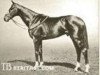 stallion Spion Kop xx (Thoroughbred, 1917, from Spearmint xx)