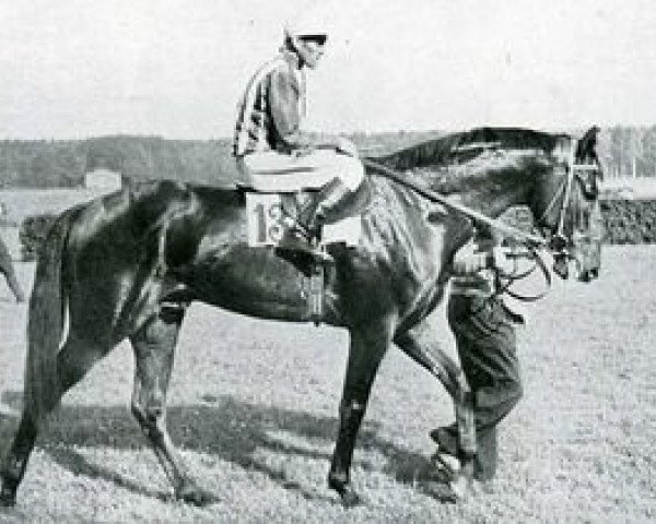 stallion Blasius xx (Thoroughbred, 1934, from Aurelius xx)