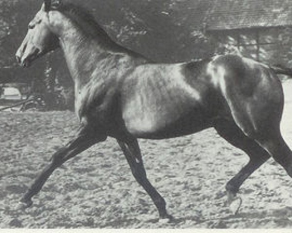 stallion Steinpilz xx (Thoroughbred, 1950, from Blasius xx)