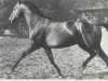 stallion Steinpilz xx (Thoroughbred, 1950, from Blasius xx)