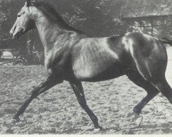 stallion Steinpilz xx (Thoroughbred, 1950, from Blasius xx)