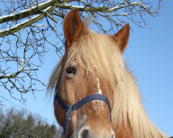 Pferd Quicki (Haflinger, 1989, von Achilles 59)