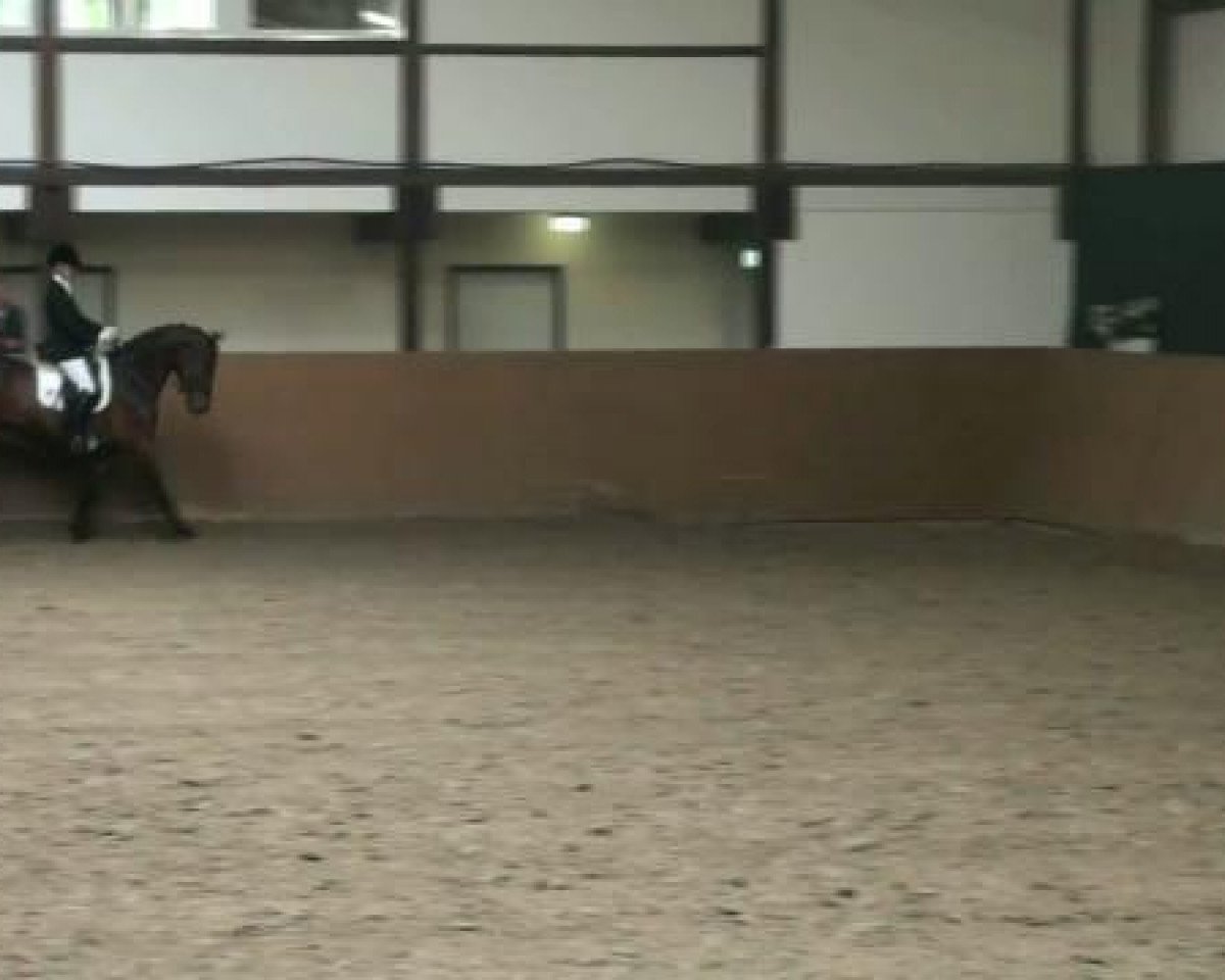 Dressurpferd Rock for Pepper (Westfale, 2008, von Rock Forever NRW)