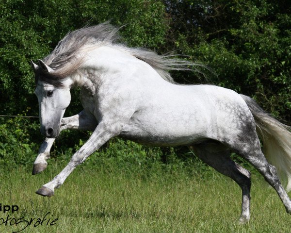 stallion Acebuche-SAL (Pura Raza Espanola (PRE), 2001, from Juicioso XI)