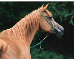 broodmare Maresha EAO (Arabian thoroughbred, 1988, from Ibn Mourad ox)