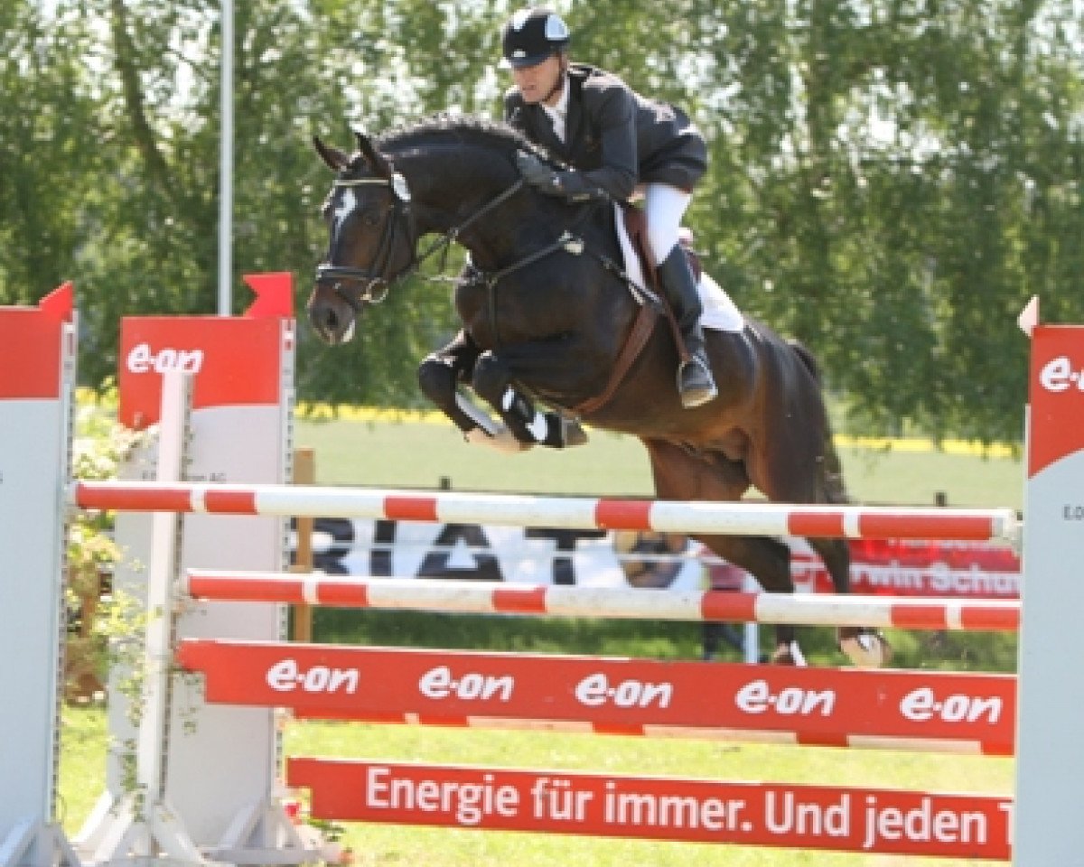 stallion Count Grannus (Hanoverian, 2002, from Contendro I)