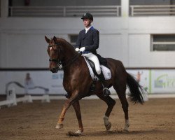 dressage horse His Heini OLD (Oldenburg, 2004, from His Highness)