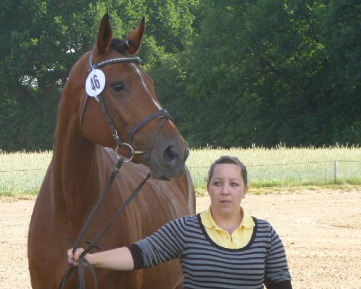 Zuchtstute Rispe (Hannoveraner, 2002, von Rickmer)