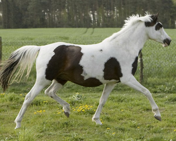 Zuchtstute Ona (Pinto/Kleines Reitpferd, 2007, von Orkan)