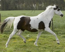 broodmare Ona (Pinto / Small Riding Horse, 2007, from Orkan)