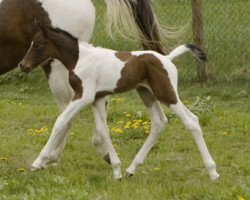 Pferd Miles (Kleines deutsches Reitpferd, 2012, von Morjan)