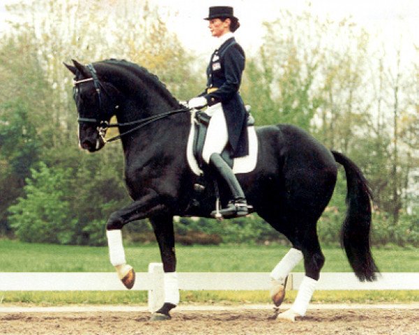 Pferd Ferro (Koninklijk Warmbloed Paardenstamboek Nederland (KWPN), 1987, von Ulft)