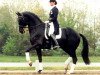 stallion Ferro (Dutch Warmblood, 1987, from Ulft)