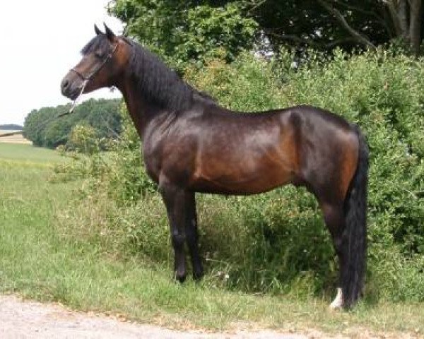 stallion Friedrichshof Kaisergun (German Riding Pony, 1998, from Kaiserwalzer)