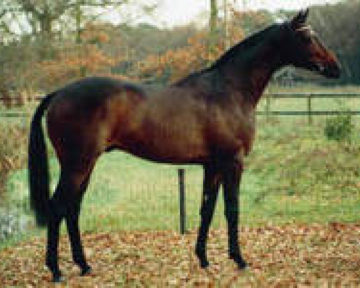 Deckhengst Mytens xx (Englisches Vollblut, 1983, von Spectacular Bid xx)