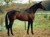stallion Mytens xx (Thoroughbred, 1983, from Spectacular Bid xx)