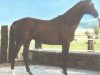 stallion Rivellino xx (Thoroughbred, 1979, from Rheingold xx)
