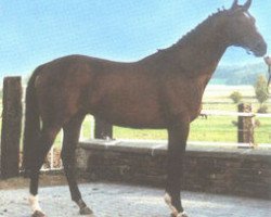 stallion Rivellino xx (Thoroughbred, 1979, from Rheingold xx)