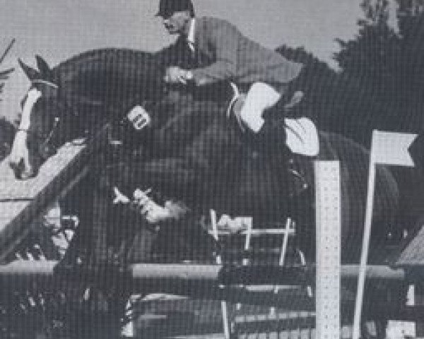 stallion Diabolino (Westphalian, 1980, from Drilling)