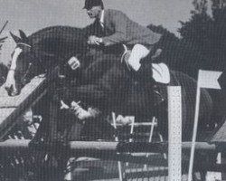 Deckhengst Diabolino (Westfale, 1980, von Drilling)